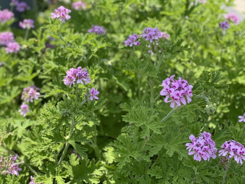 ゼラニウムの作用